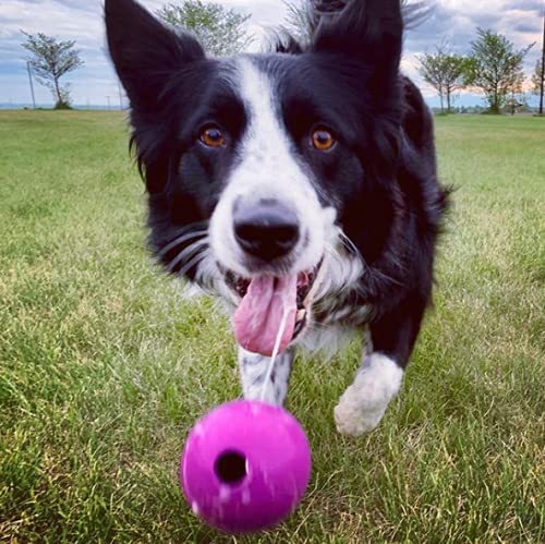 Jouet Chew King fiable, conçu pour les chiens actifs et les jeux quotidiens.