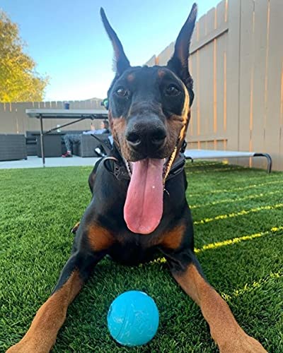 Idéal pour rapporter et mastiquer, jouet polyvalent Chew King pour chiens.