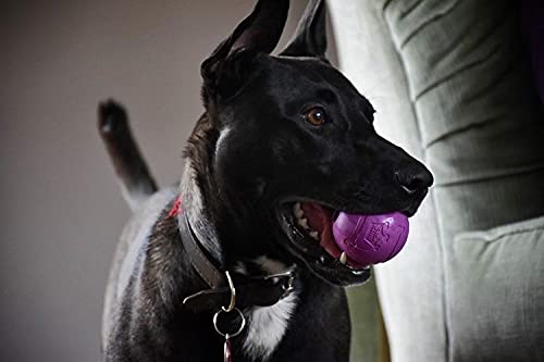 Chew King jouet chien moyen, parfait pour fetch et entraînement.