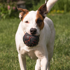 Chew King Supreme: boule avec gâterie insérée pour récompenser le chien pendant le jeu