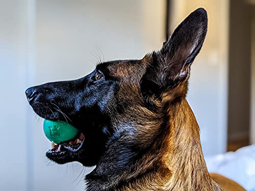 Chew King recommandation multi-usages pour chiens actifs et joueurs.