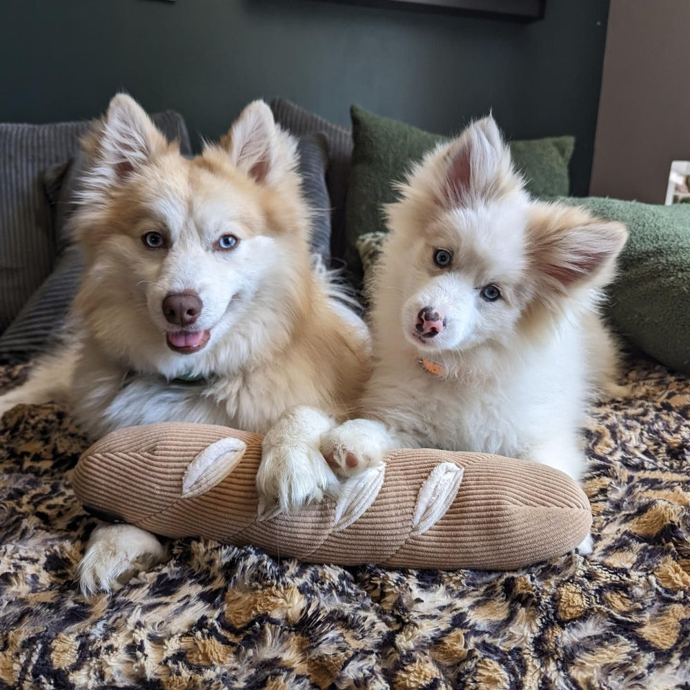 CHEWFFON activité-olfactive: réconfort et enrichment pour chiens actifs.