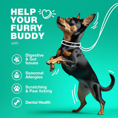 CHEWIA Probiotiques Chien Soutien Digestion: aide potentielle à la digestion.