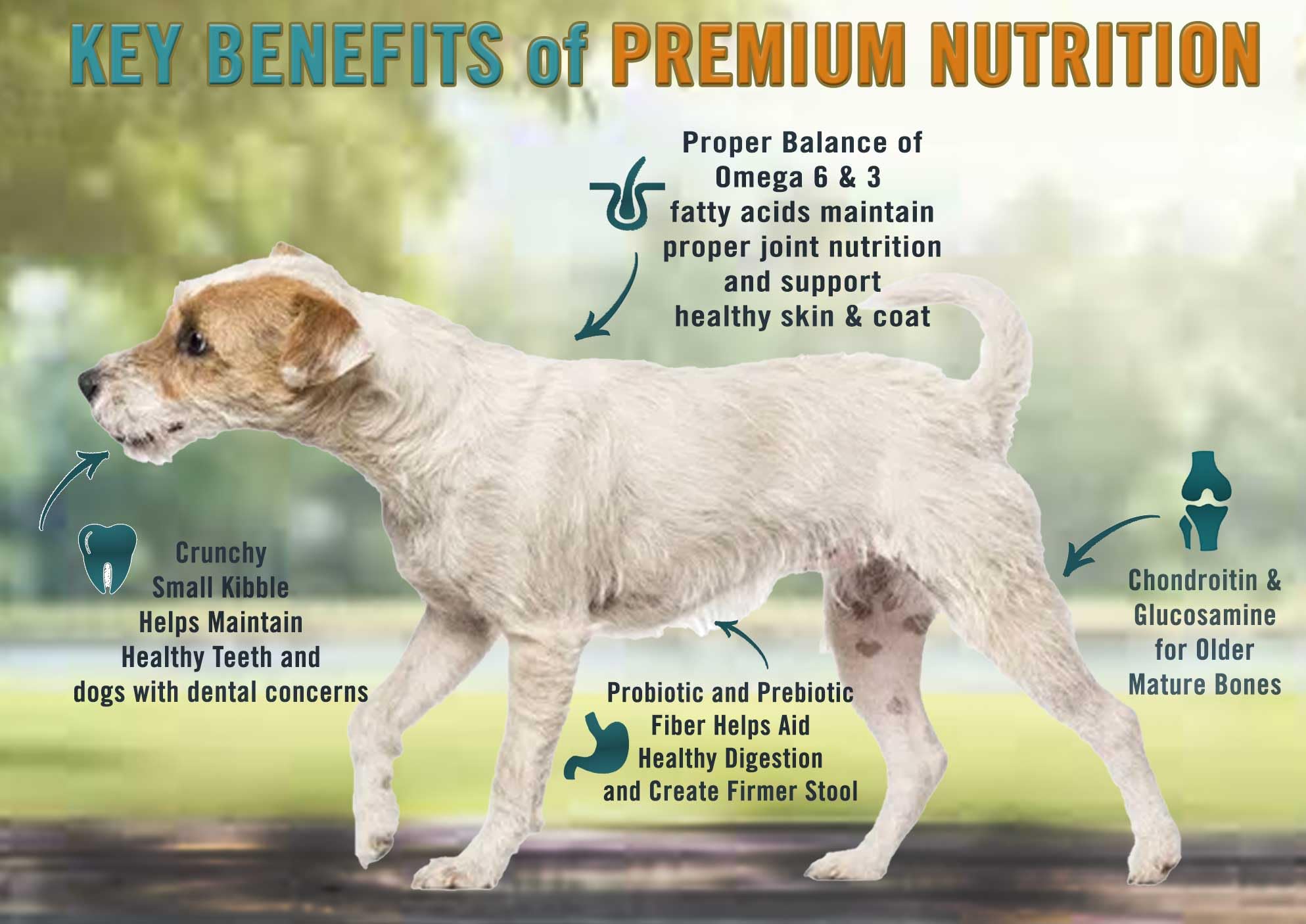 Chicken Soup for the Soul – ingrédients réels variés, alimentation complète et savoureuse pour chien.