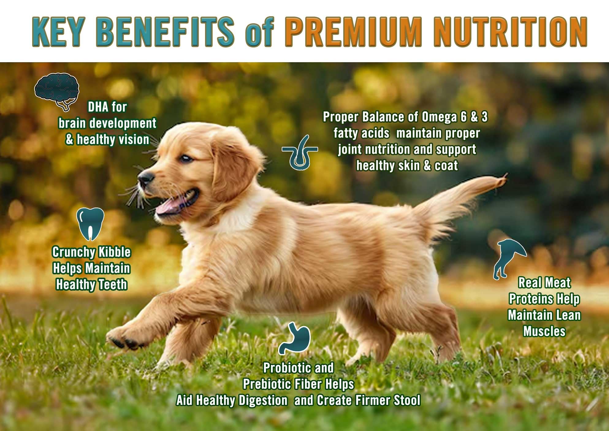 Chicken Soup for the Soul, chiot sans sous-produits, alimentation pure et saine