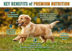 Chicken Soup for the Soul, chiot sans sous-produits, alimentation pure et saine