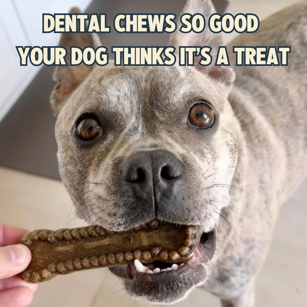 Chien mordillant Jiminy's, haleine plus fraîche.