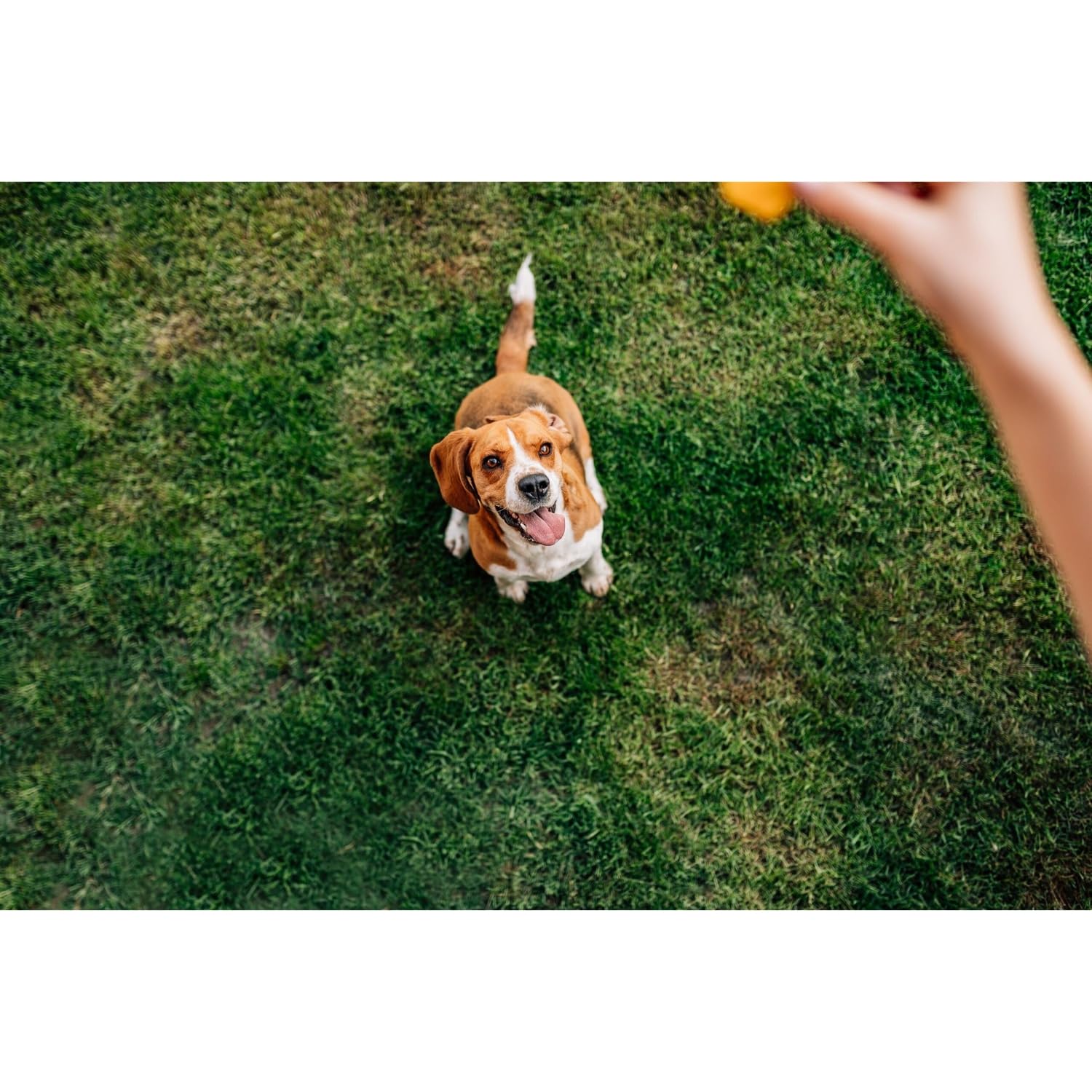 Chip's Naturals Doggie Chicken Chips — poulet de qualité, déshydraté pour conserver les arômes.