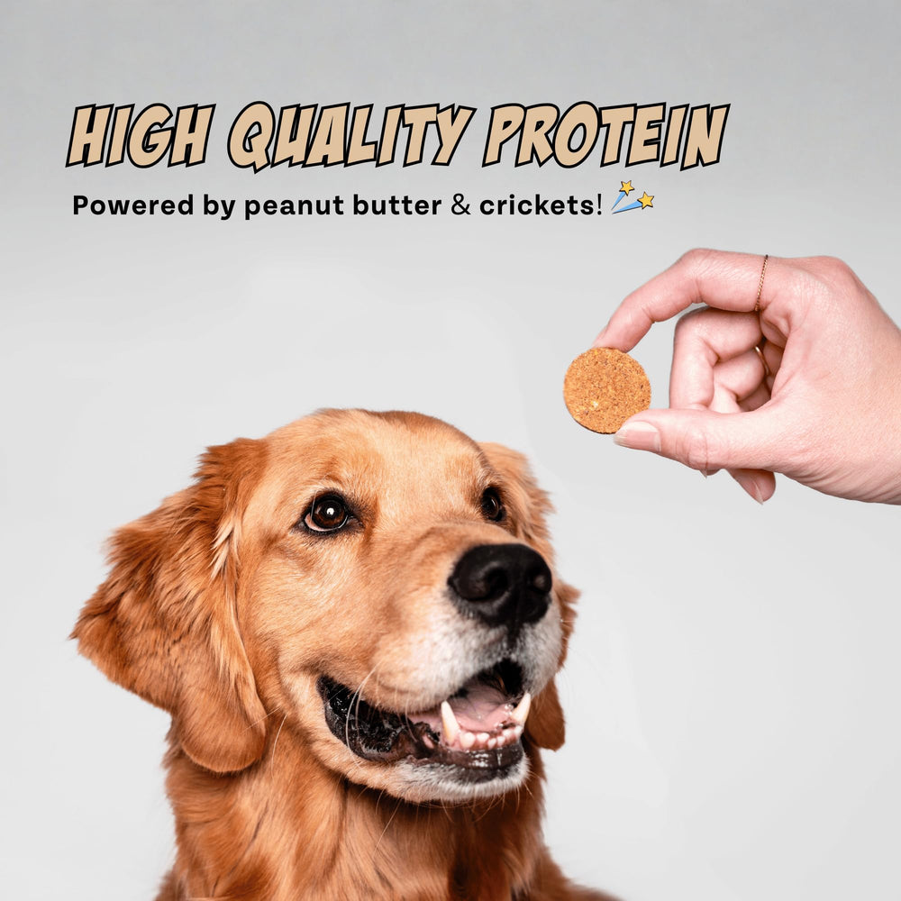 Chippin: sans poulet ni boeuf, option adaptée aux chiens sensibles.