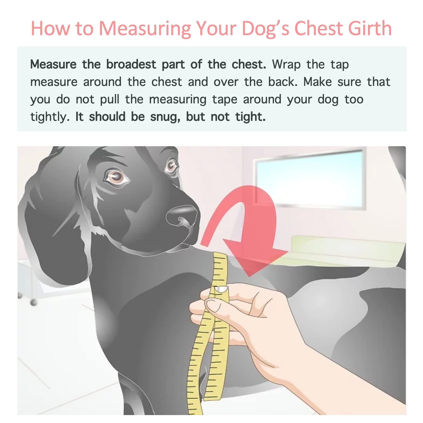 Guide des tailles tour de poitrine chien jaune pour un bon ajustement