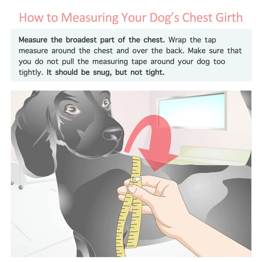 Guide des tailles tour de poitrine chien jaune pour un bon ajustement