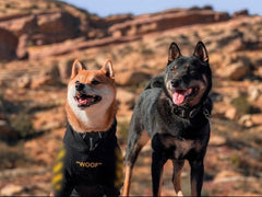 Veste coton chien respirante jaune adaptée à la peau sensible