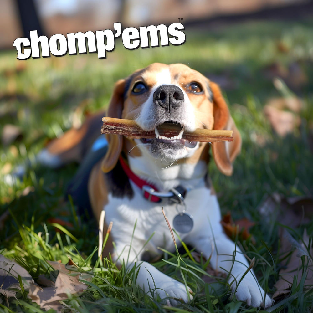 CHOMP 'EMS Purehide pour dents saines, démontré par une bouchée durable.