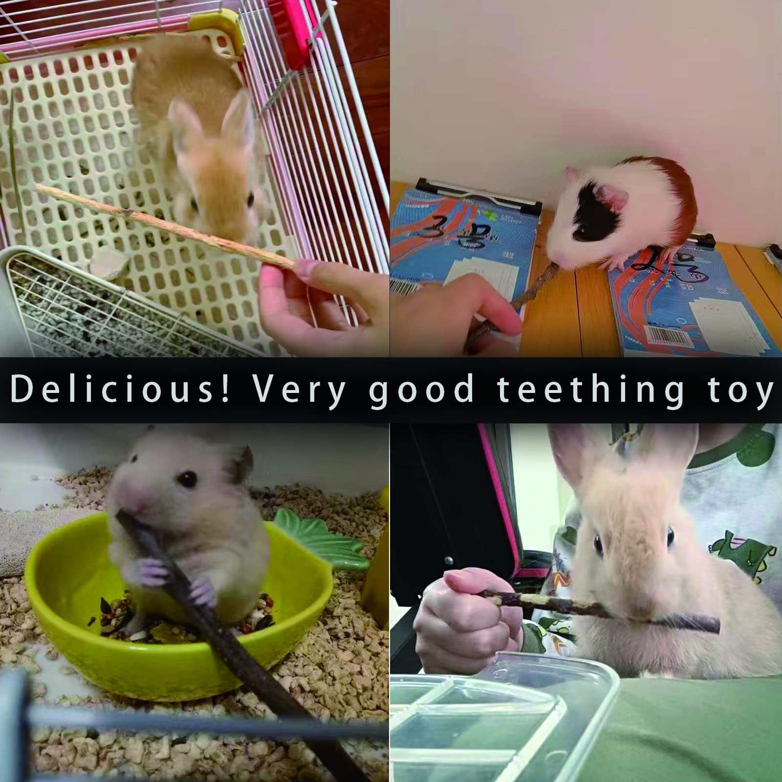 CHUHUAYUAN hamster mâchant bâton pomme – enrichment quotidien.