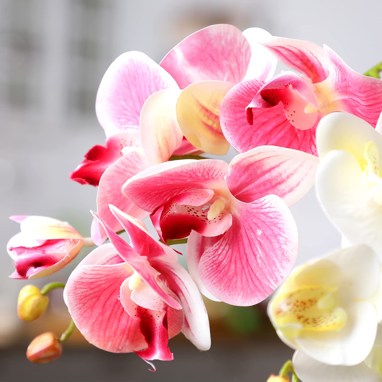 Décoration terrarium colorée avec Phalaenopsis Chuangdi, ambiance naturelle.