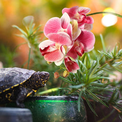 Chuangdi Phalaenopsis artificielle avec ventouses doubles pour fixation stable.