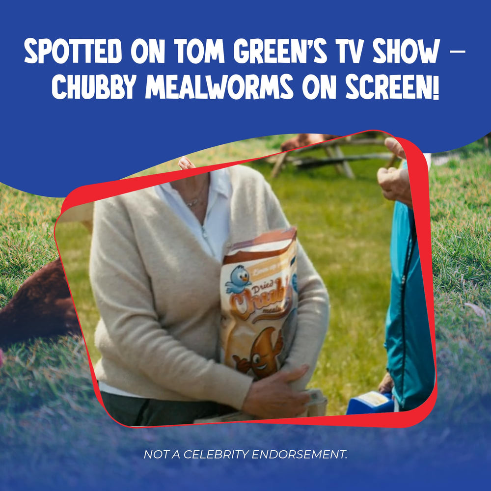 Chubby Mealworms: complément polyvalent pour alimentation aquatique et animaux exotique.