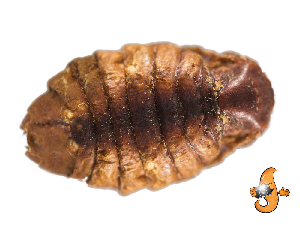 Chubby Mealworms: pupes écrasées en poudre pour intégrer facilement l’alimentation.