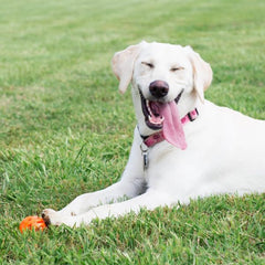 Chuckit! Air Fetch balle compatible lanceur, pour lancer loin sur terre et mer.