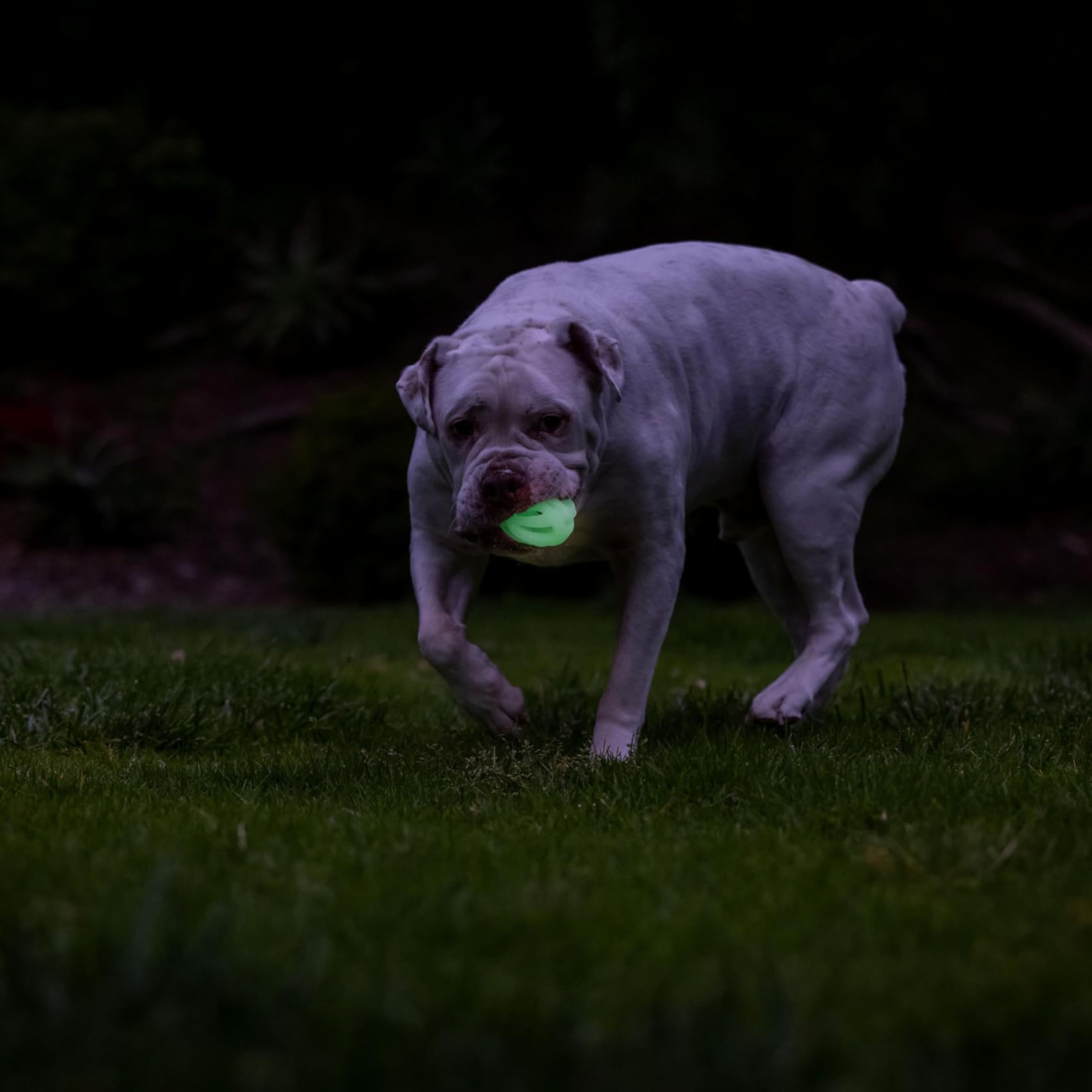 Convient aux chiens pesant 9 à 27 kg pour le fetch.
