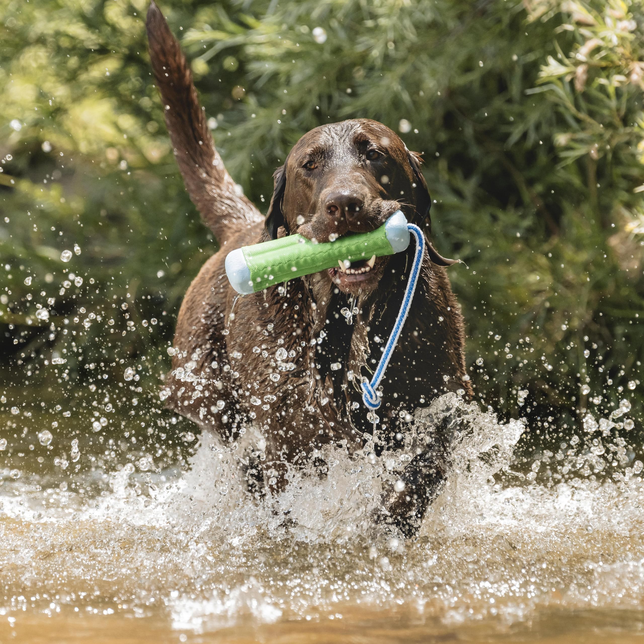 Chuckit! Amphibious Bumper, couleurs vives: repérage dans l'herbe et l'eau