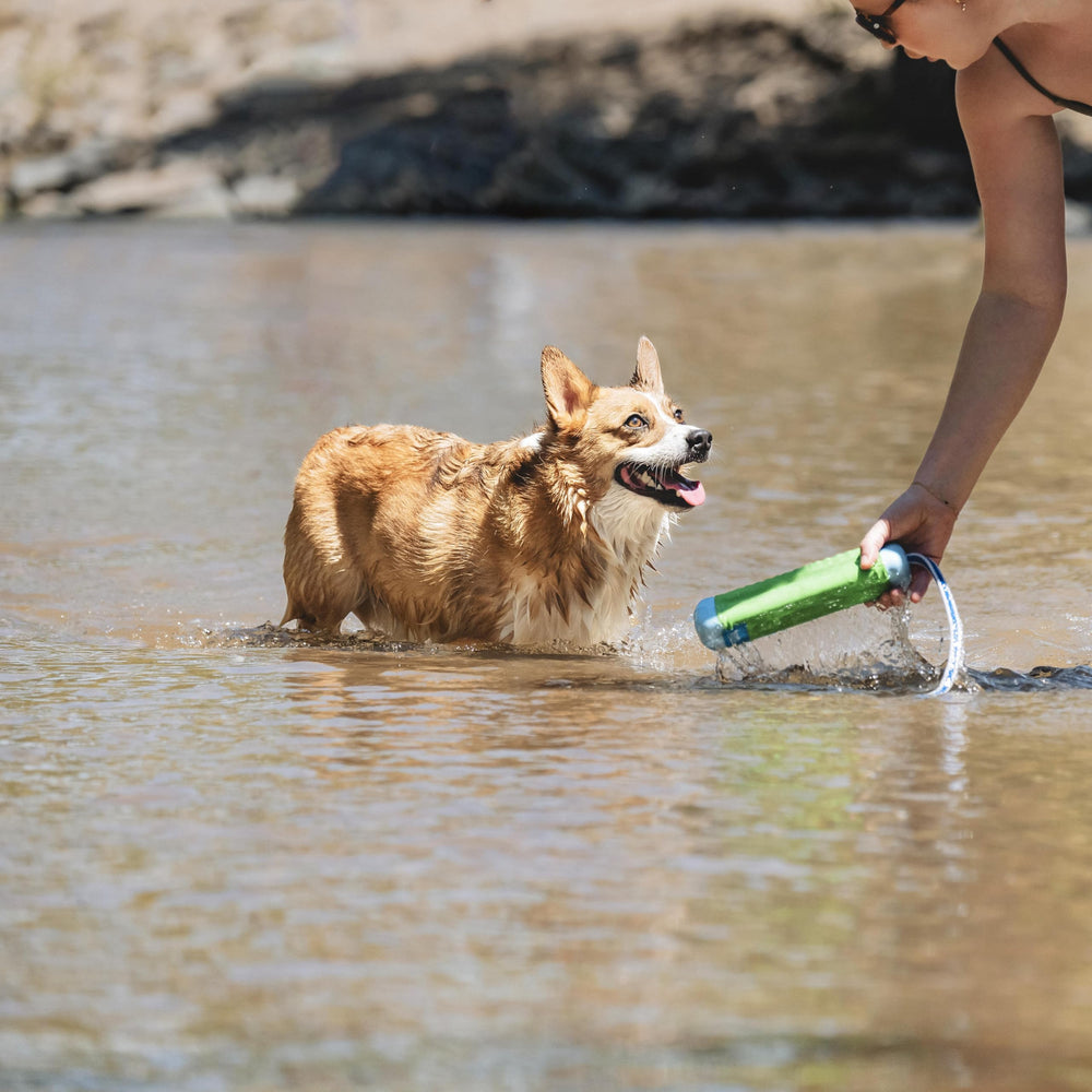 Chuckit! Amphibious Bumper, jouet canin polyvalent: stimule activité et complicité