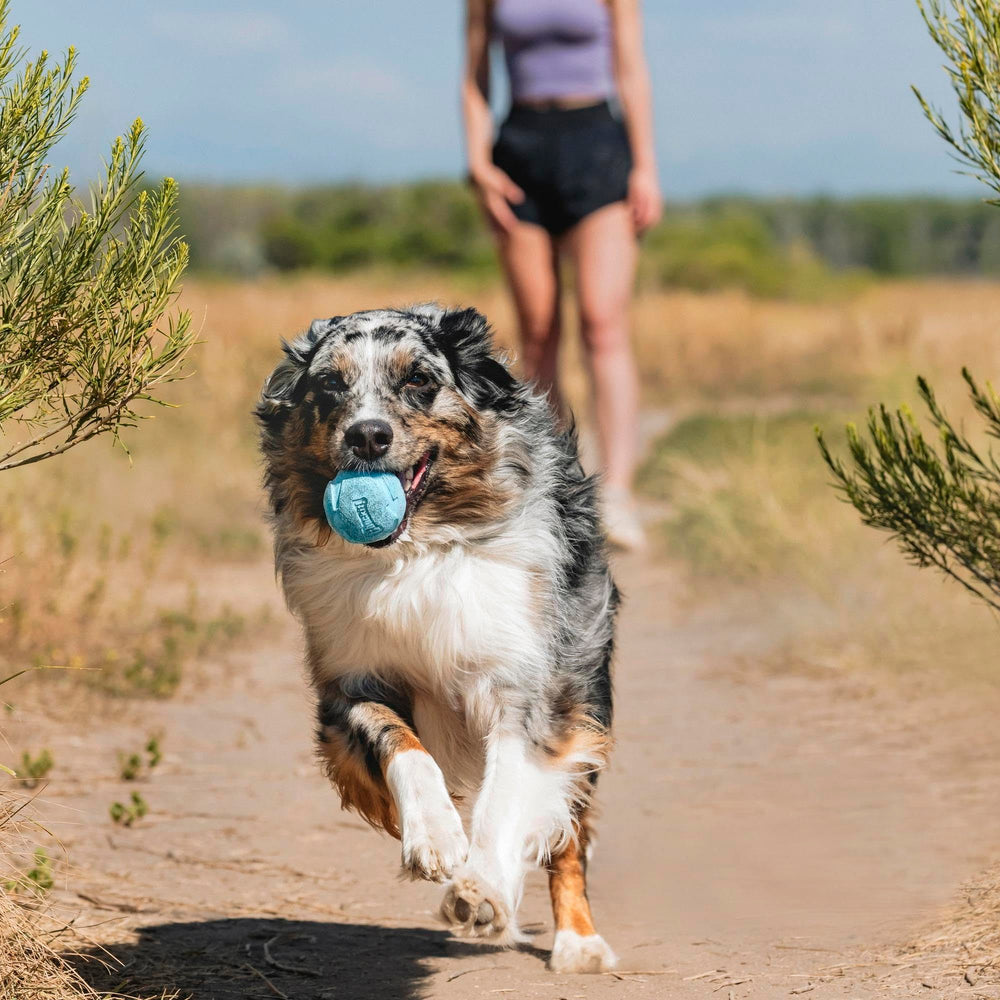 Chuckit! Balle durable en caoutchouc pour rebond intense.