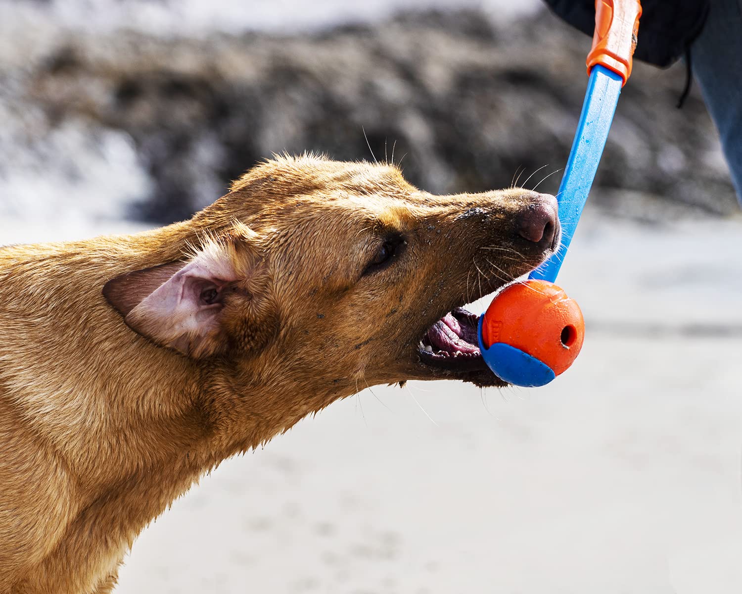 Balle Chuckit! haute rebond pour chiens de grande taille et jeux dynamiques.