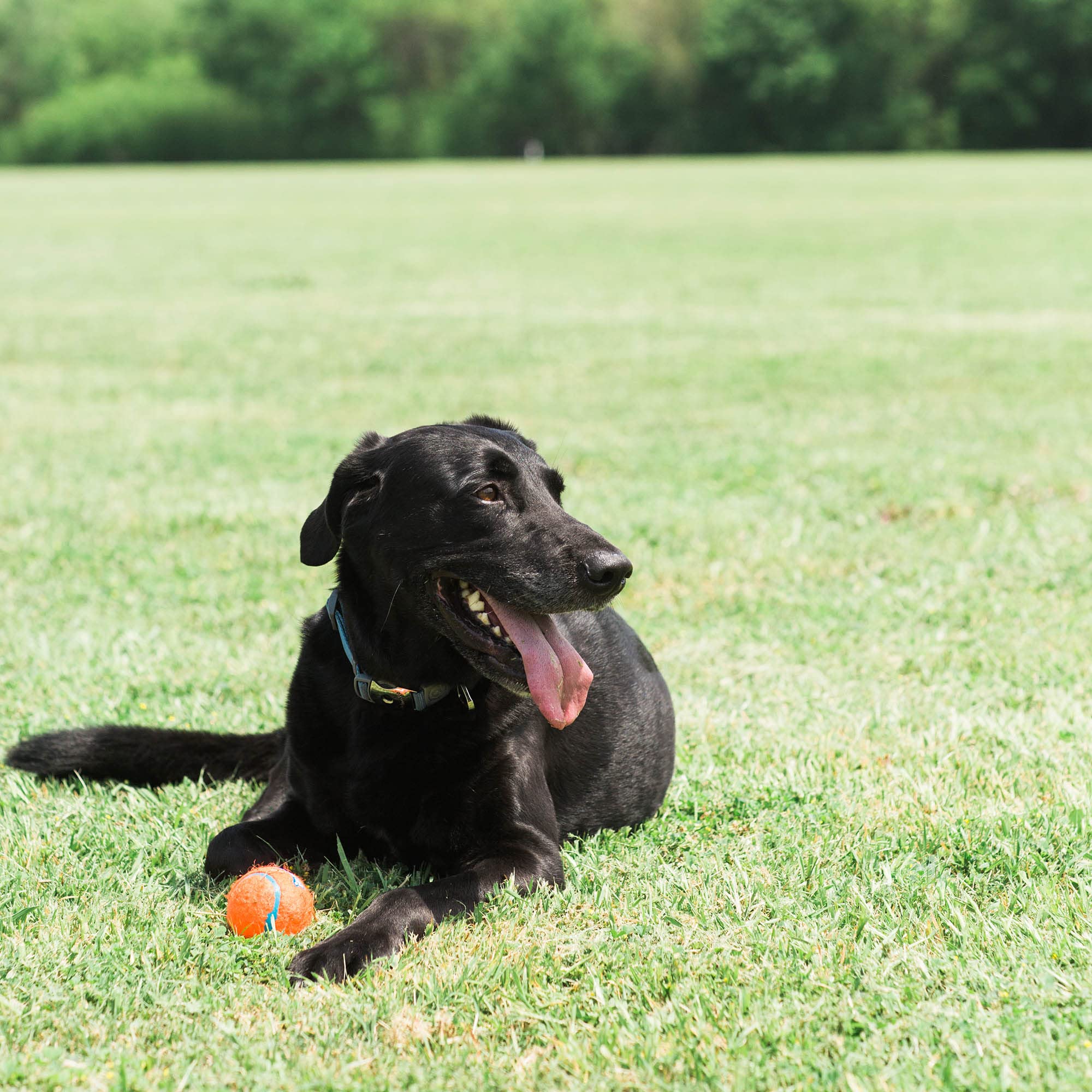 Gros plan sur le noyau caoutchouc Chuckit!, douceur relative pour la bouche du chien.