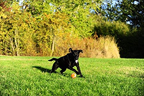 Chuckit! balle tennis chien XL – visibilite élevée grâce à ses couleurs orange et bleu