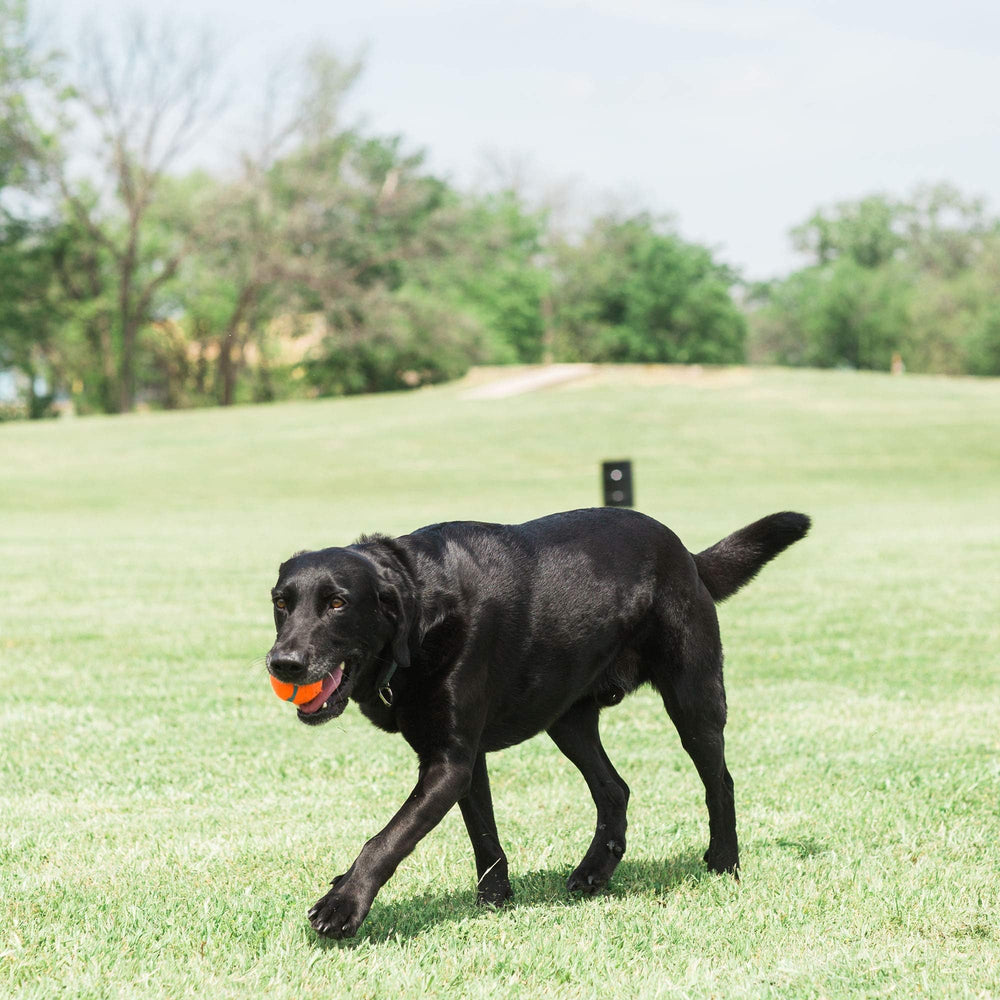 Accessoire interactif pour chien et humains en plein air.