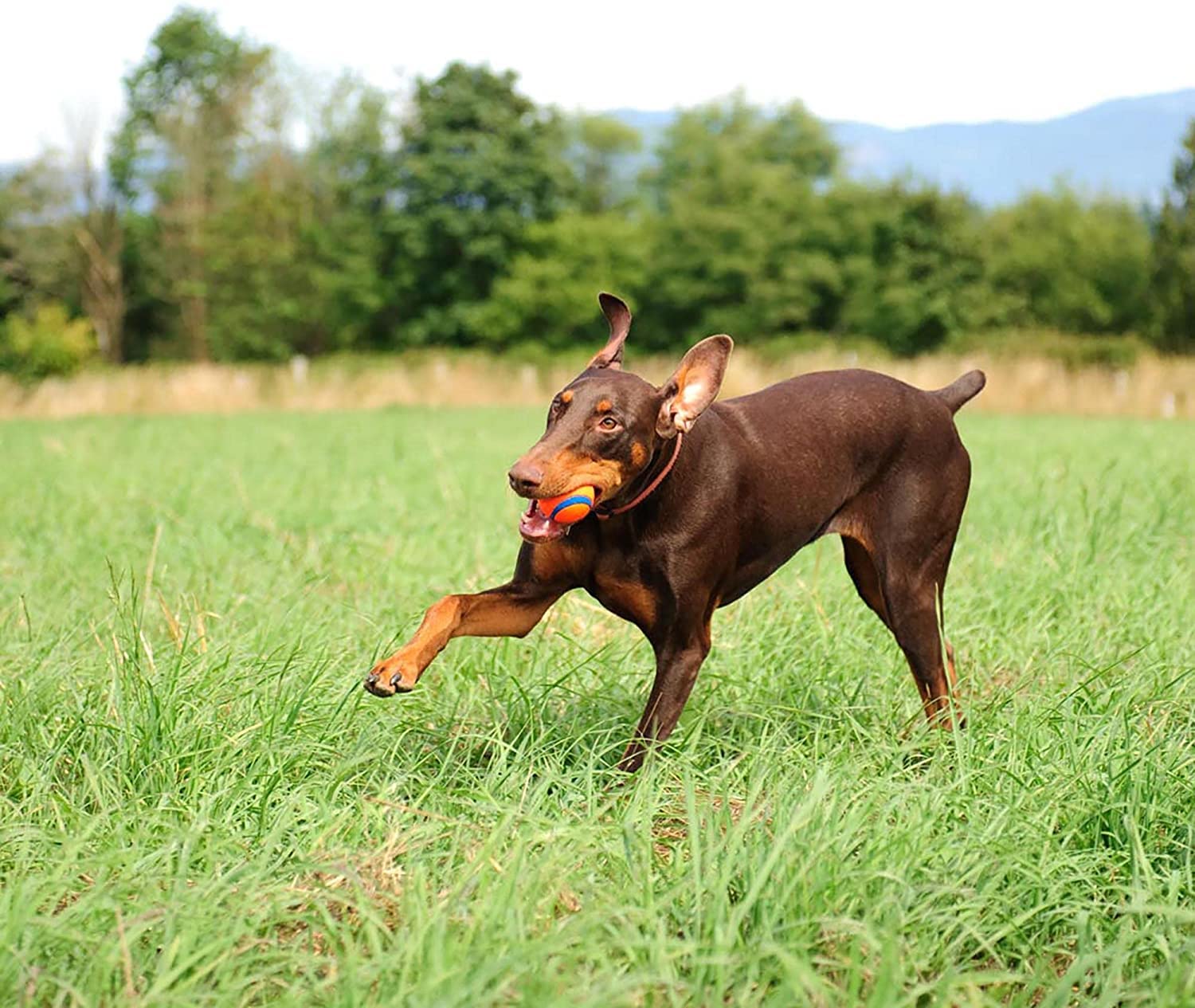 Chuckit! Ultra Ball compatible avec lanceur moyen, pour des lancers longue distance.