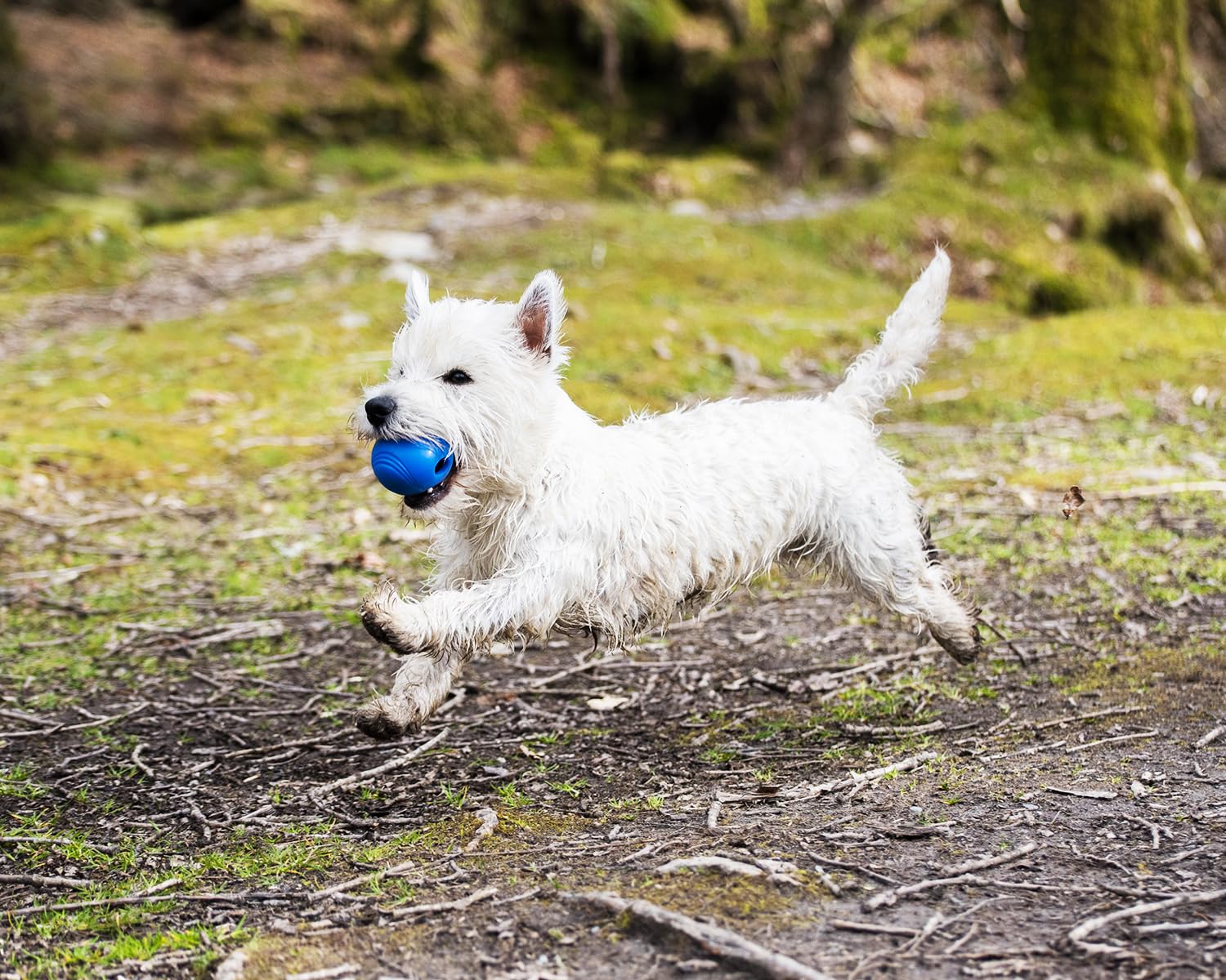 Chuckit Crunch Ball, diamètre 2,5 pouces compatible avec les lanceurs moyens.