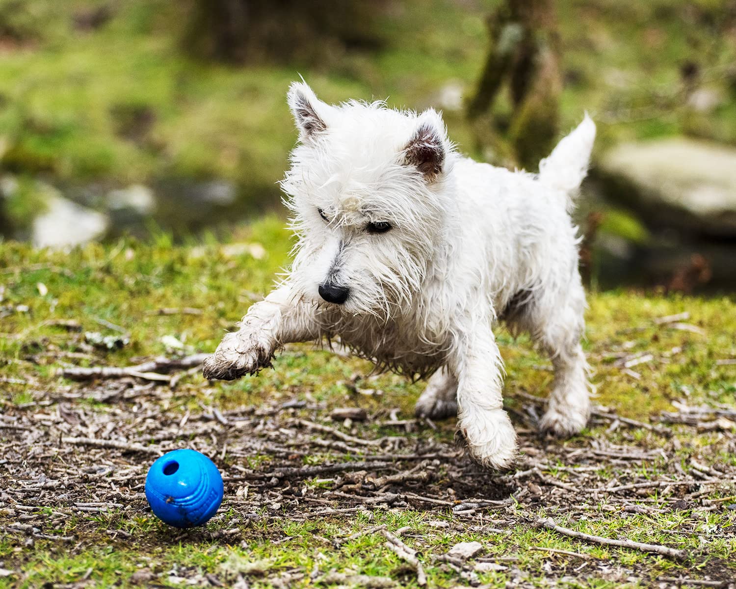 Chuckit Crunch Ball, idéale pour des sessions de fetch en plein air et en eau.