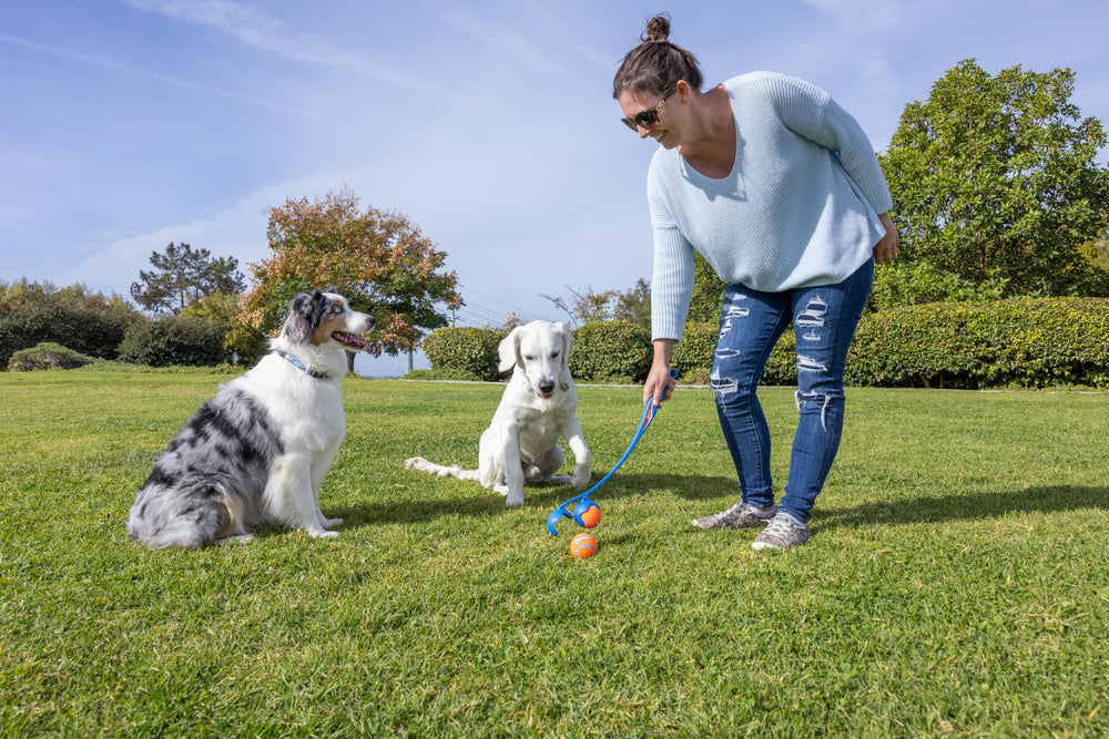 Idéal pour les foyers multi-chien afin de divertir plusieurs chiens.