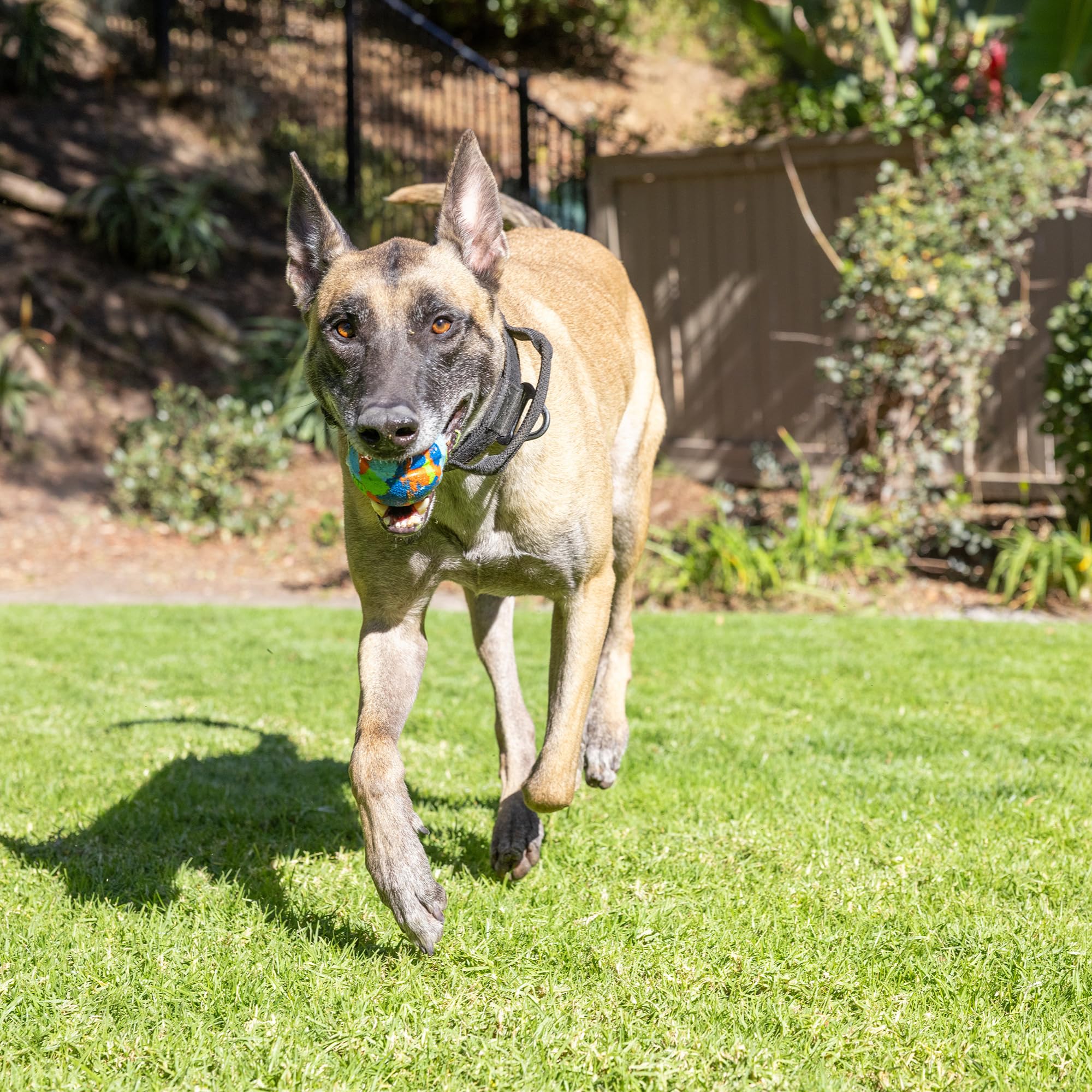 Balle EcoFetch Chuckit taille moyenne adaptée chiens 9–27 kg.
