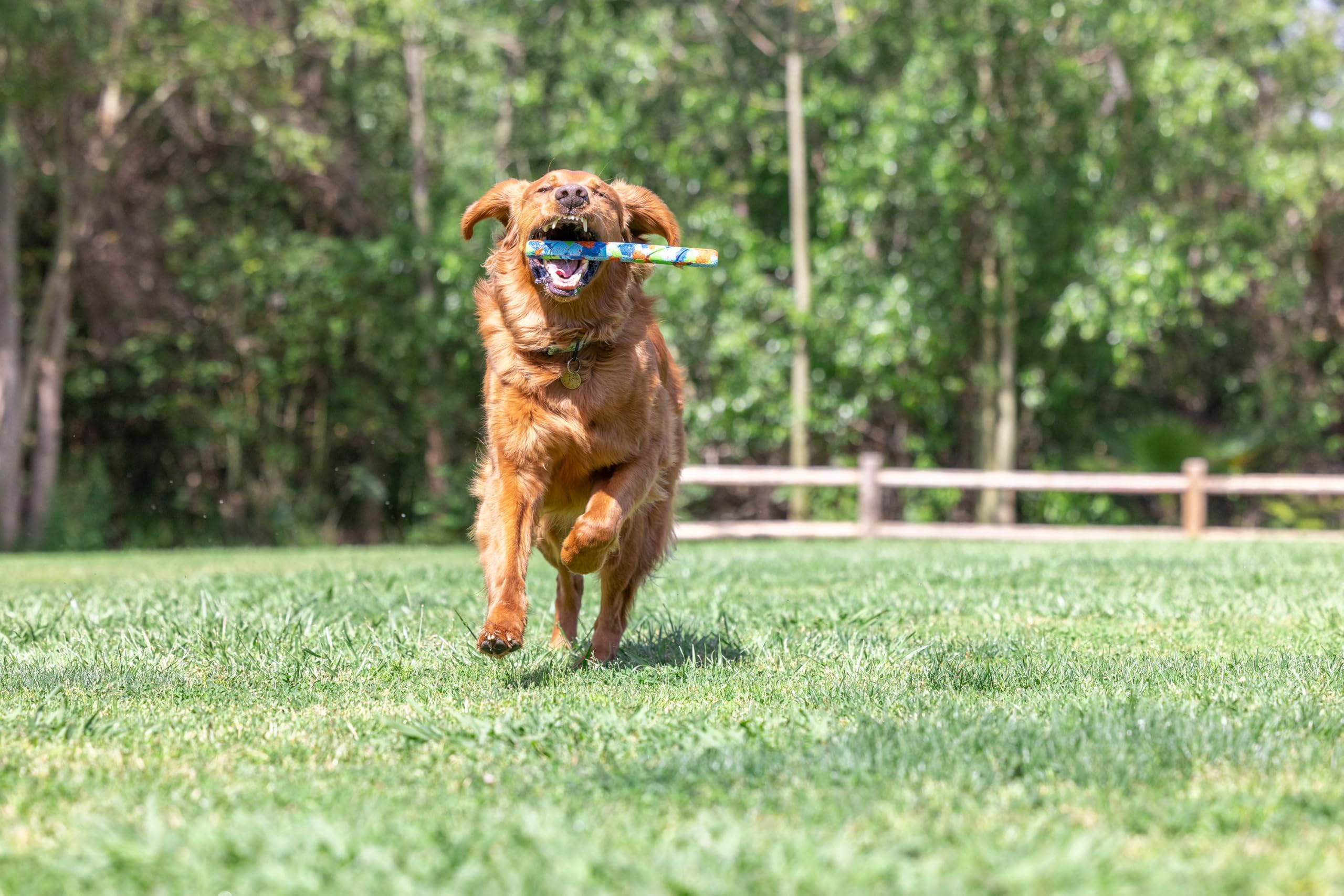 Chuckit EcoFetch Stick: compatible RingChaser pour des lancers plus longs.