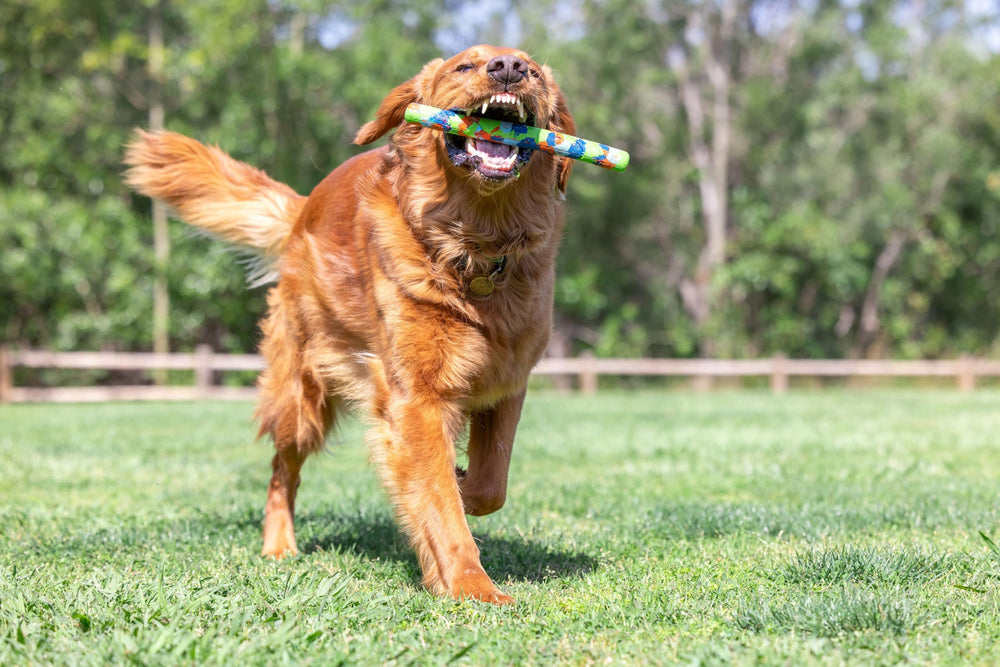 Chuckit EcoFetch Stick: longueur 12 pouces adaptée à toutes les races.