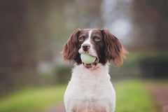 Chuckit! Fetch Medley balle siffleuse, attire l’attention pendant le fetch.