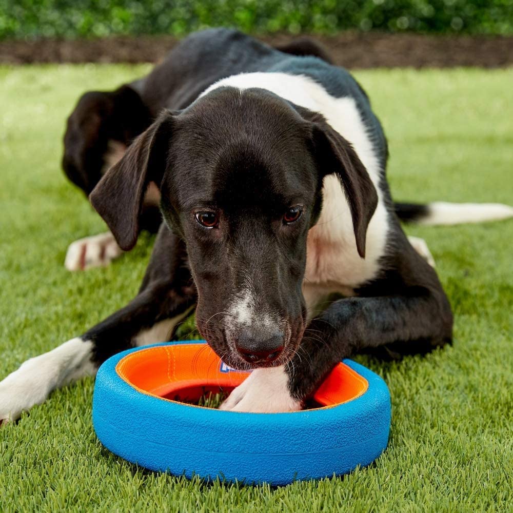 Chuckit! Fetch Wheel, nylon-toile-coutures-doubles, matériau durable pour jeux prolongés.