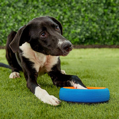 Chuckit! Fetch Wheel, roue-flottante-piscine, idéale pour jeux d'eau et baignade.