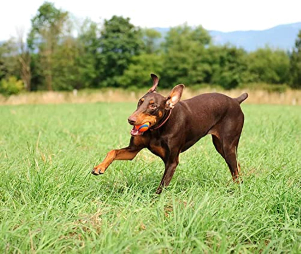 Héritage Chuckit! jouets fetch, fiable et divertissant.