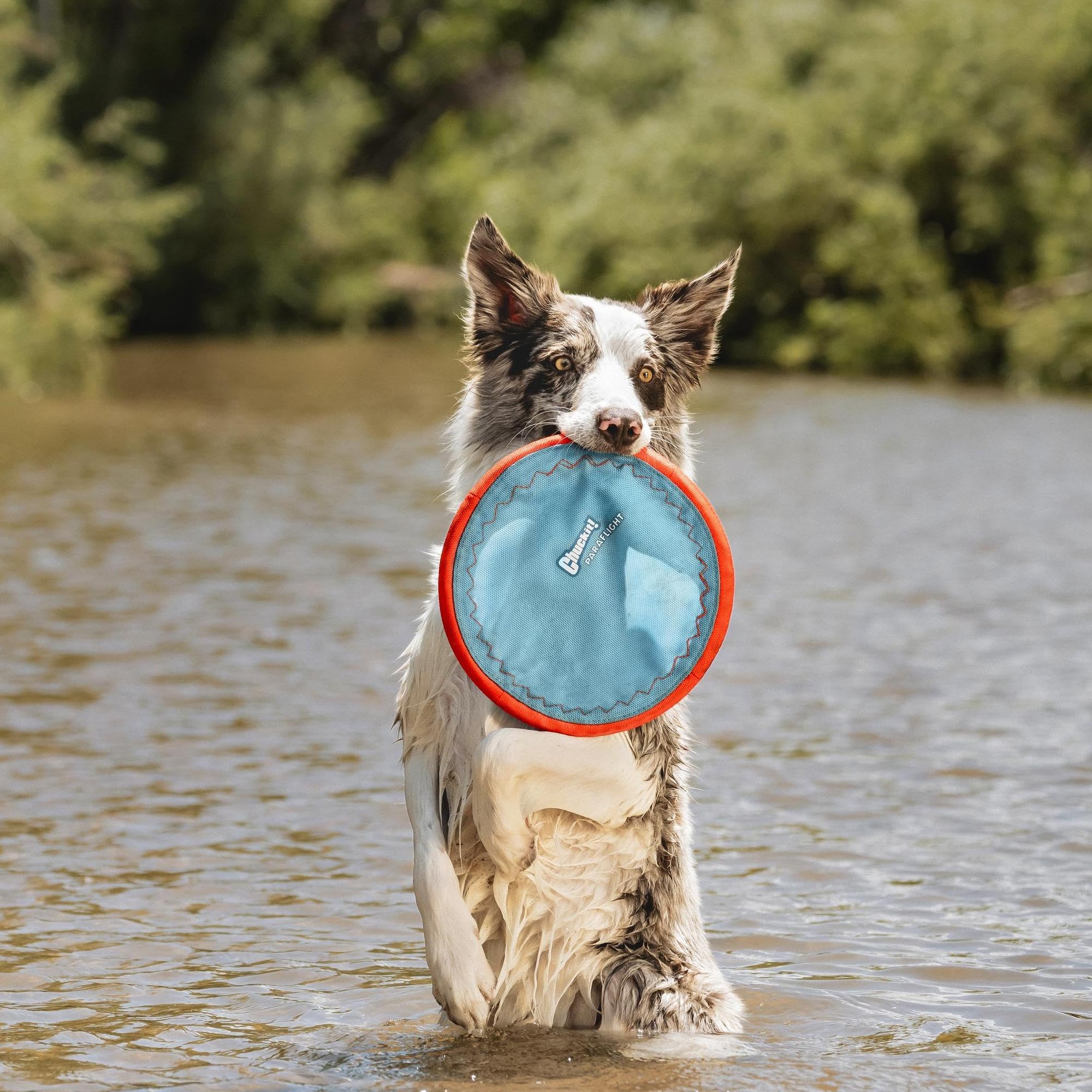 Chuckit Paraflight flotte sur l’eau, idéal pour plage et piscine.