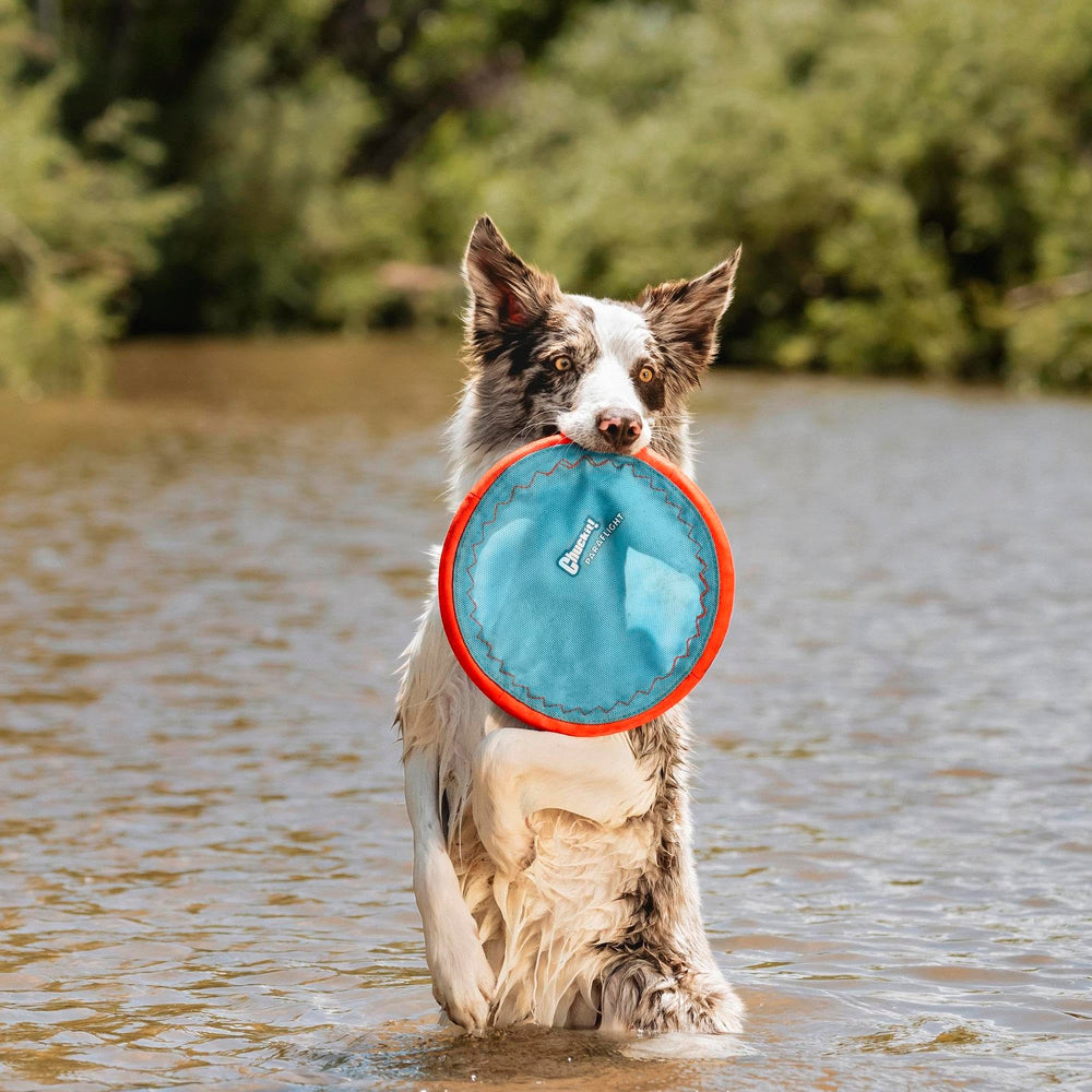 Chuckit Paraflight flotte sur l’eau, idéal pour plage et piscine.