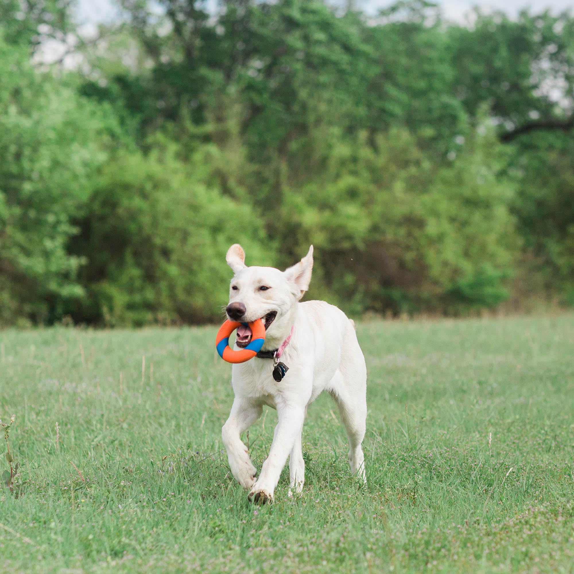 Ensemble RingChaser complet avec lanceur et balle anneau pour chien