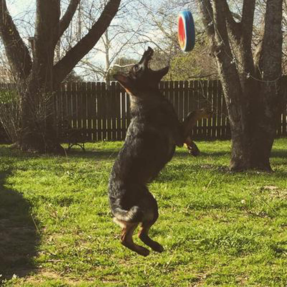 Chuckit! roue colorée grand, meilleure visibilité dans l'herbe et près de l'eau.