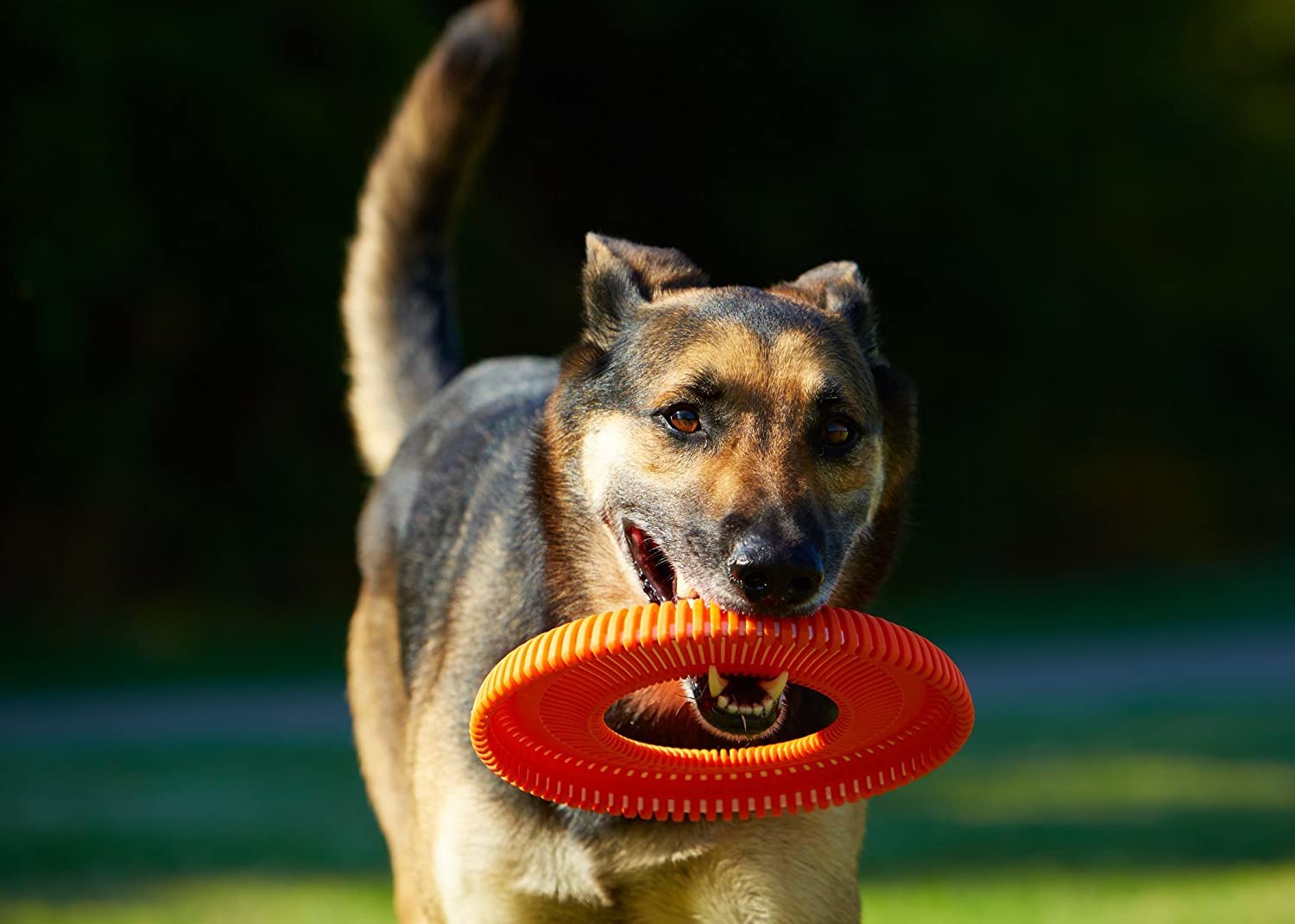 Chuckit Rugged Flyer jouet durable pour chien actif et joueur