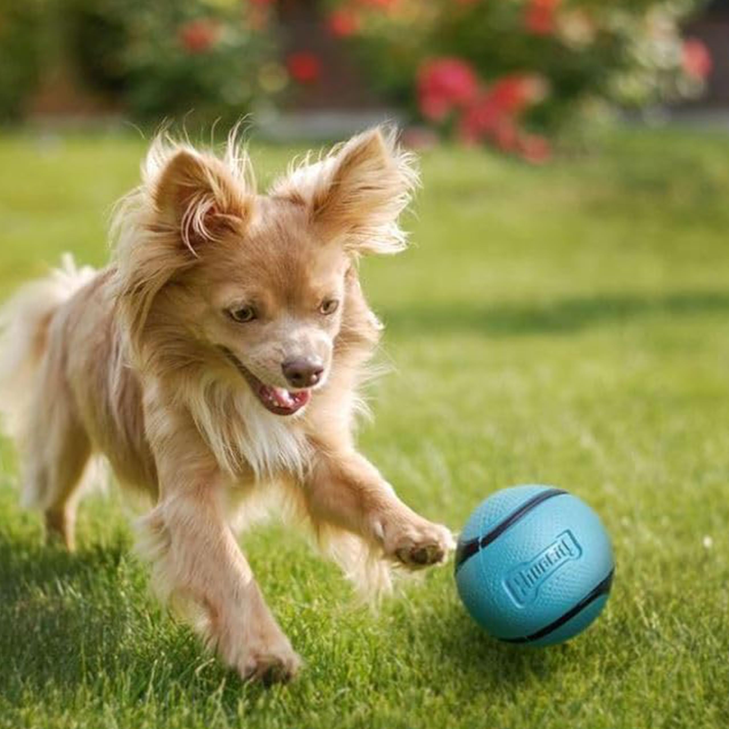 Chuckit! Sniff Ball flottant dans l’eau pour jeux aquatiques