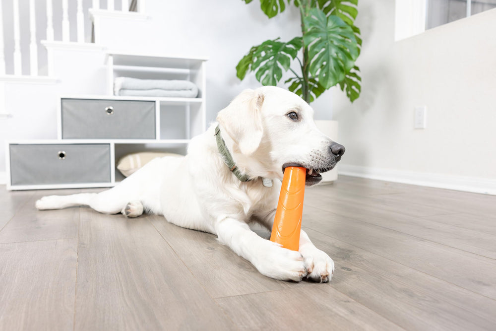 Chuckit! Super Crunch Stick: peut être tiré, secoué ou lancé pour varier les séances.