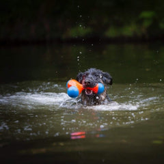 Le Chuckit Tri-Bumper flotte sur l’eau pour le fetch aquatique.
